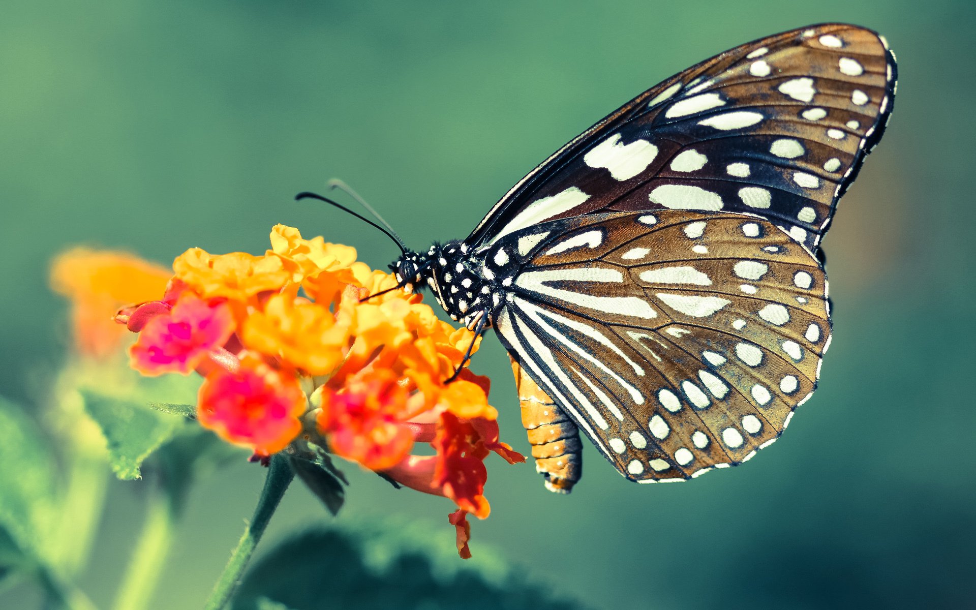 巴西队在2024年南美锦标赛中排名第八,巴西队将与美国队争夺冠亚军