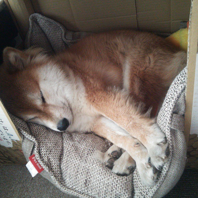 瑞典队备战欧洲国家杯,球员表现出色,瑞典阵容欧洲杯