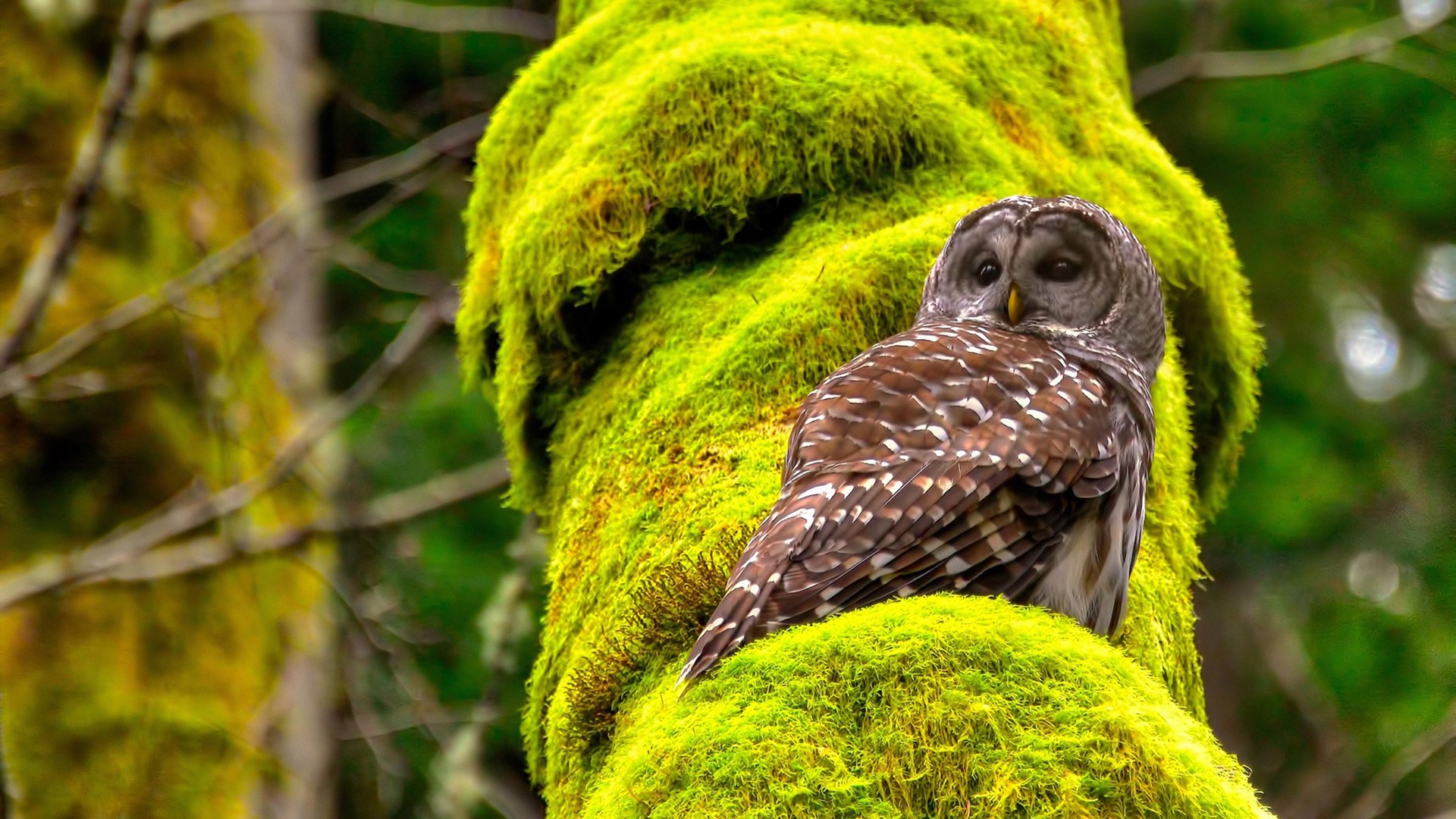 瓦伦西亚逆转胜出,客场击败罗马,瓦伦西亚足球