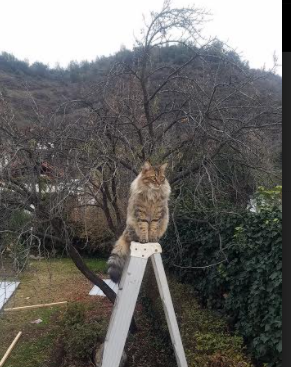 瓦伦西亚逆转胜出,客场击败罗马,0304瓦伦西亚