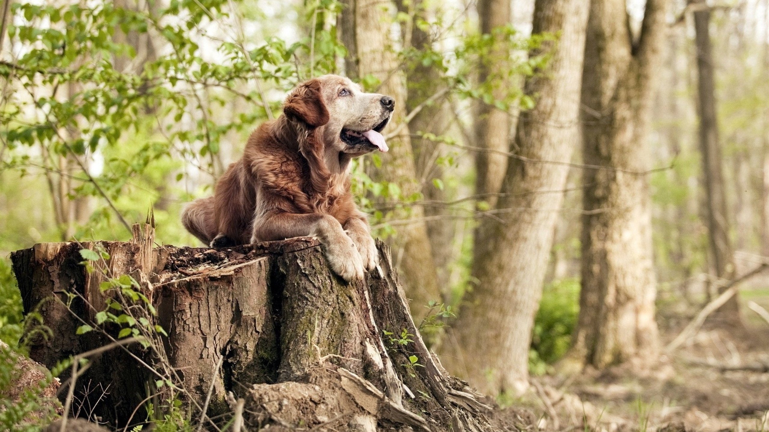爱游戏app-瓦伦西亚客场1-1战平西班牙人，错失三分，西班牙瓦伦西亚足球俱乐部
