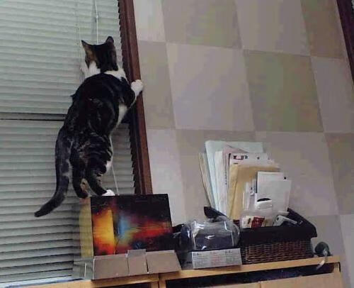 AIYOUXI.COM-福建鲟龙球队整体防守更具侵略性，贵州鲟龙鱼配送股份有限公司