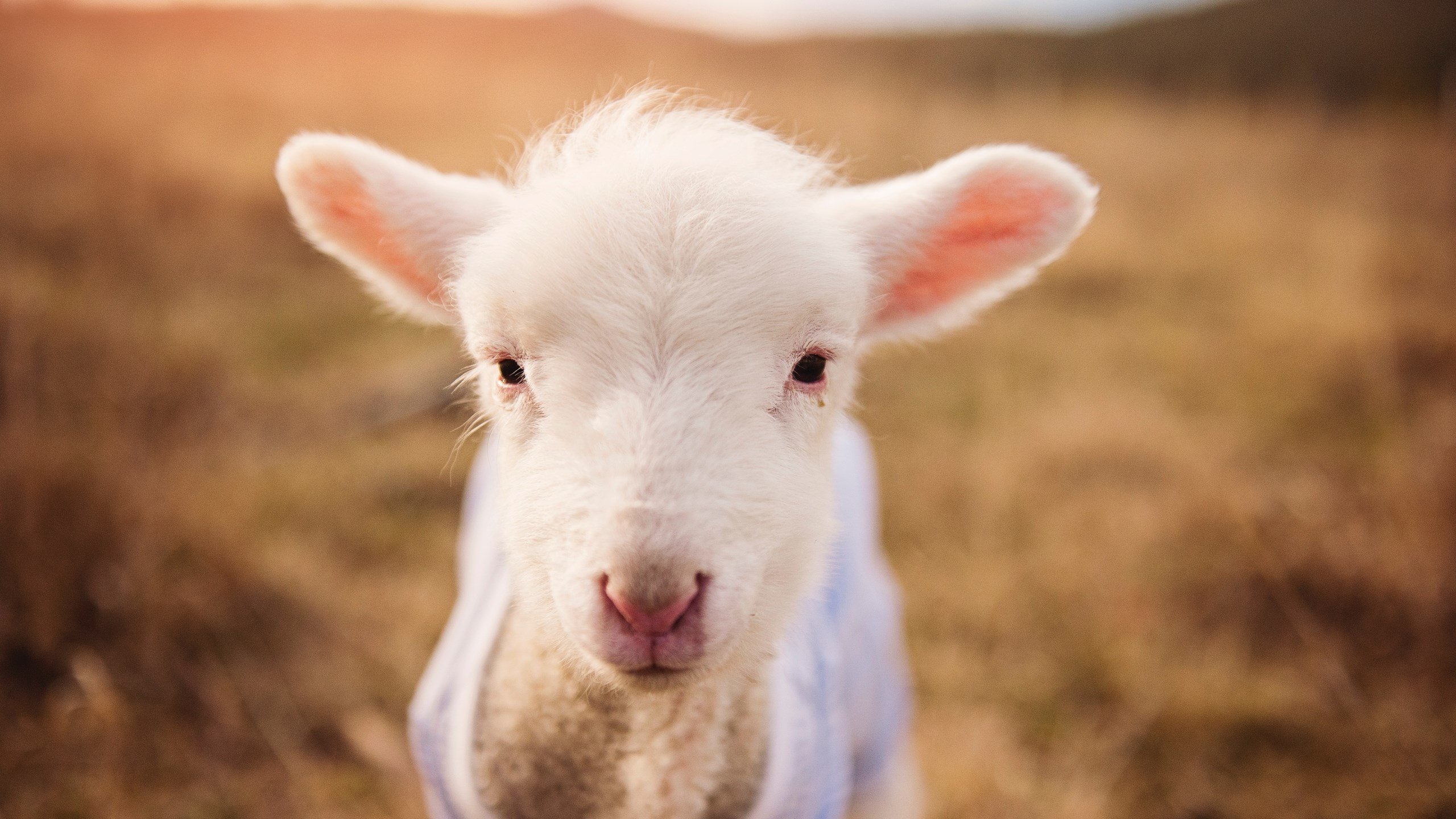 莱比锡客场-战胜科隆,奥尔莫尔进球梅开二度,莱比锡中场莱默尔