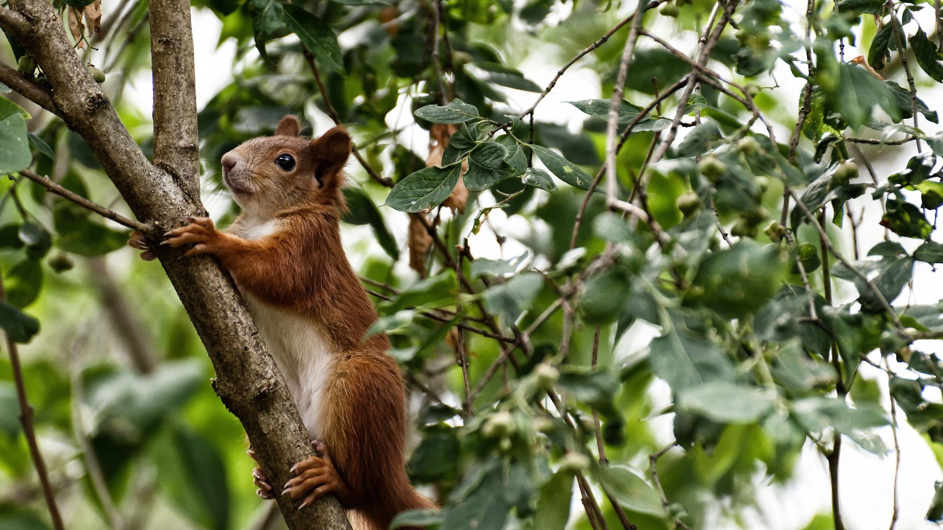 世界青少年趣味篮球赛在深圳火热进行,青春燃动篮球梦,青少年篮球赛事