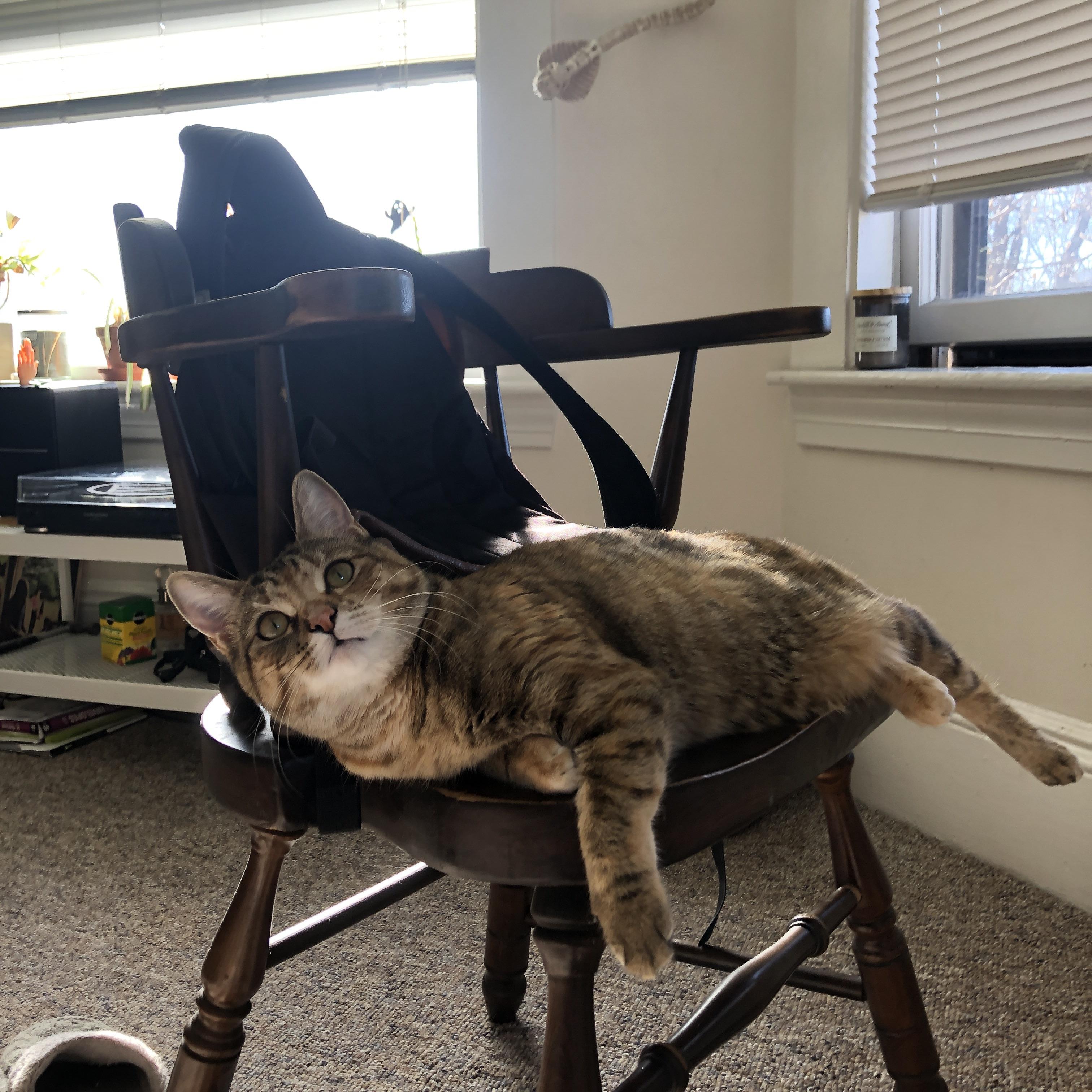 中国篮球职业联赛赛事运营管理优化方案,中国篮球竞赛制度改革