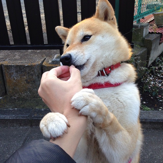 中国足球多回合对抗中的体能表现模型,足球身体对抗规则