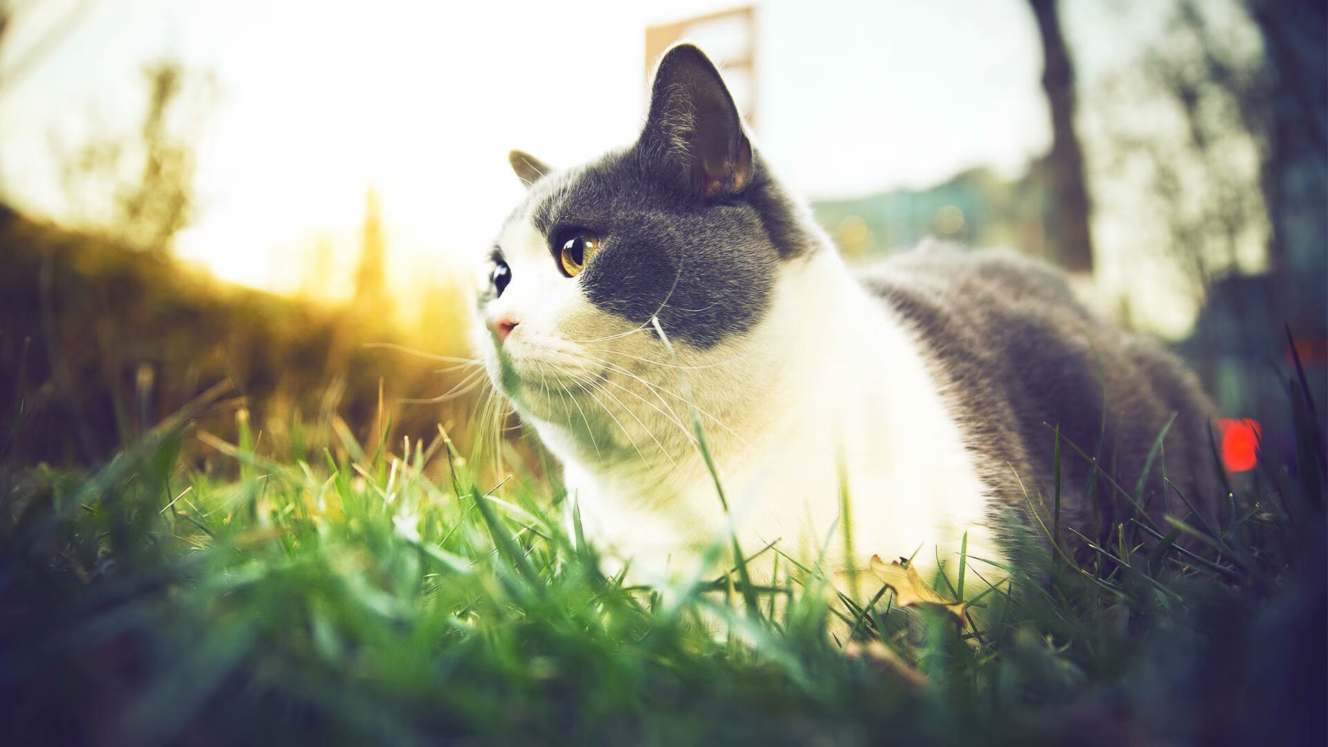 中国足球远距离射门转换率分析,中国足球射门教学视频