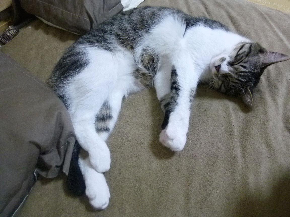 爱游戏体育（AYX）官方APP下载-意甲球队运用心率变异性预测过度训练风险，心率变异性计算公式