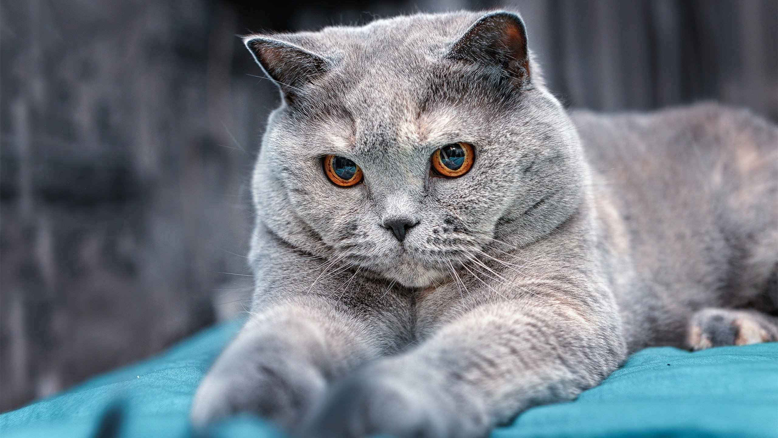 AIYOUXI.COM-MC Alger 是国内传统劲旅，拥有众多冠军经历