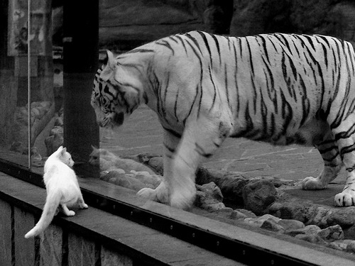 AYX体育官网-世界杯预选赛中国女足出战 数据展现实力，中国女足世界杯出线