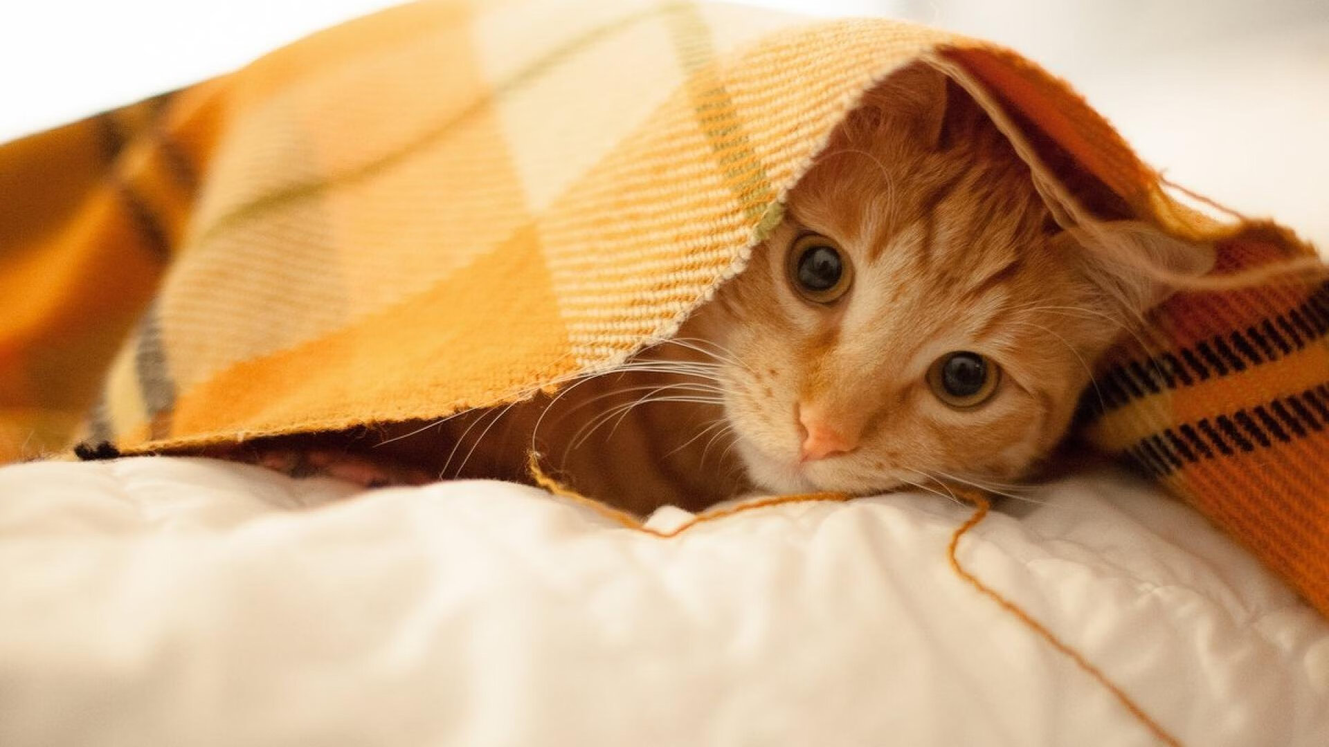 埃弗顿改变阵型提升后防稳定性,埃弗顿换帅