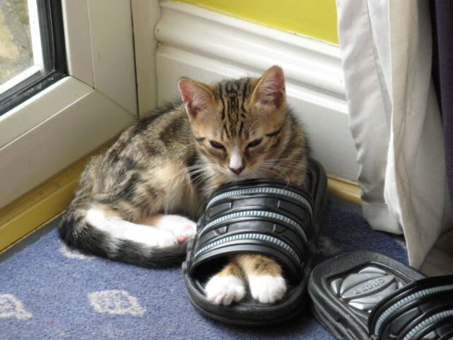 季后赛首轮对心理战的影响,首次季后赛得分