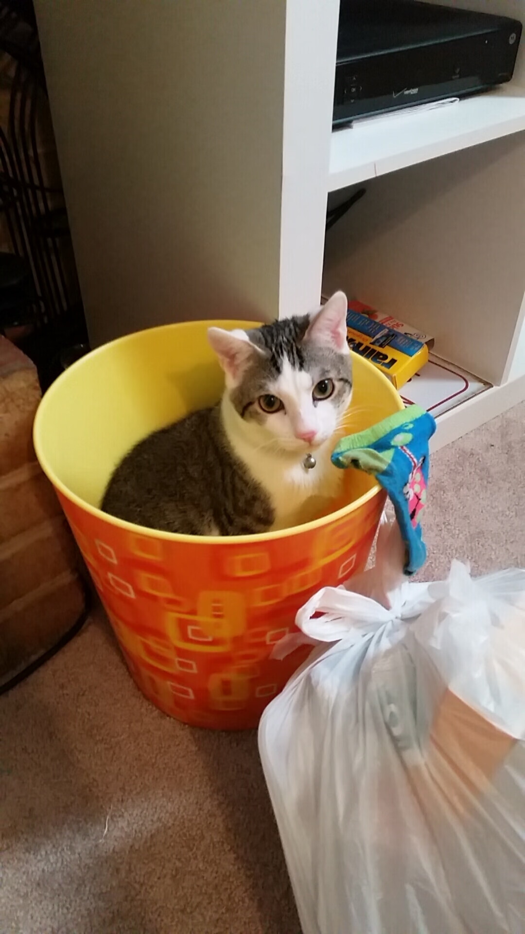 澳男队与美中三强角逐奖牌,澳男篮联赛