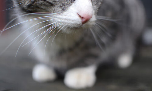 AIYOUXI.COM-羽毛球国家队试训新人竞争激烈，羽毛球国家队选拔