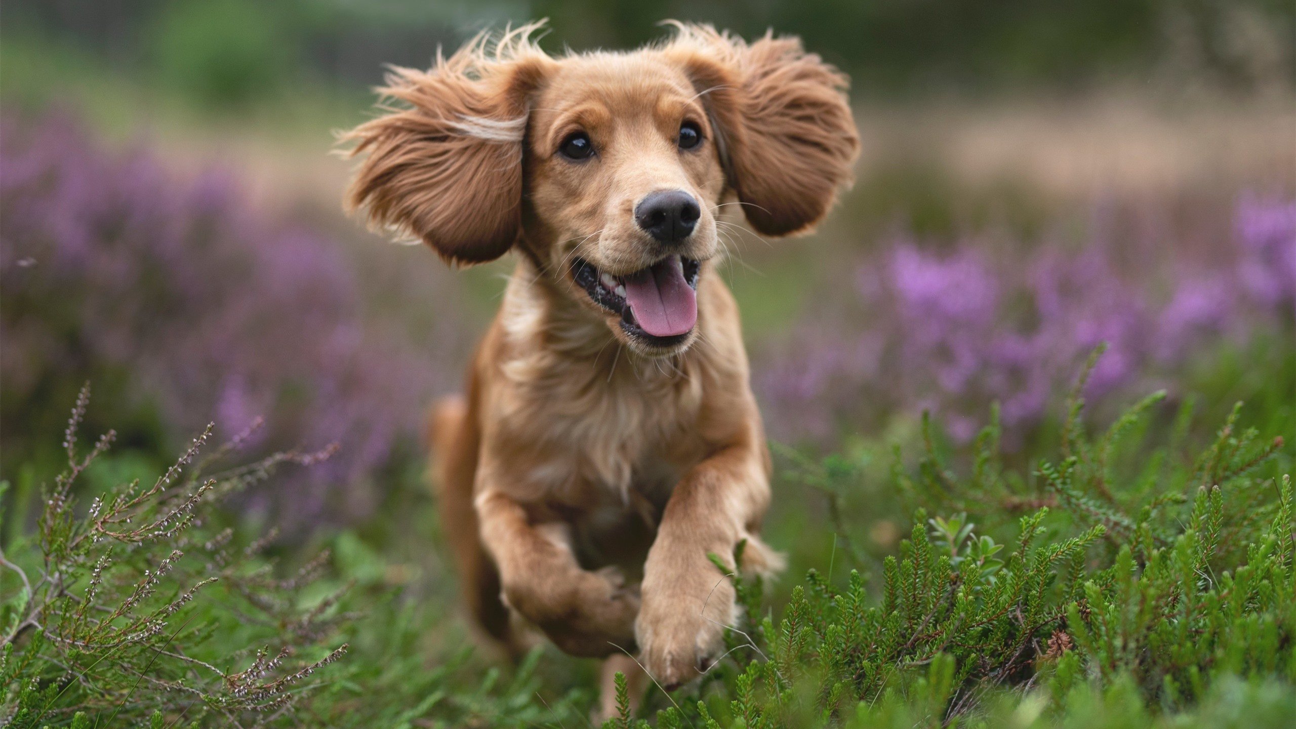 爱游戏中国官方登录入口网站-中国男子4×200米自由泳接力决赛精彩纷呈，男子4×100米自由泳接力