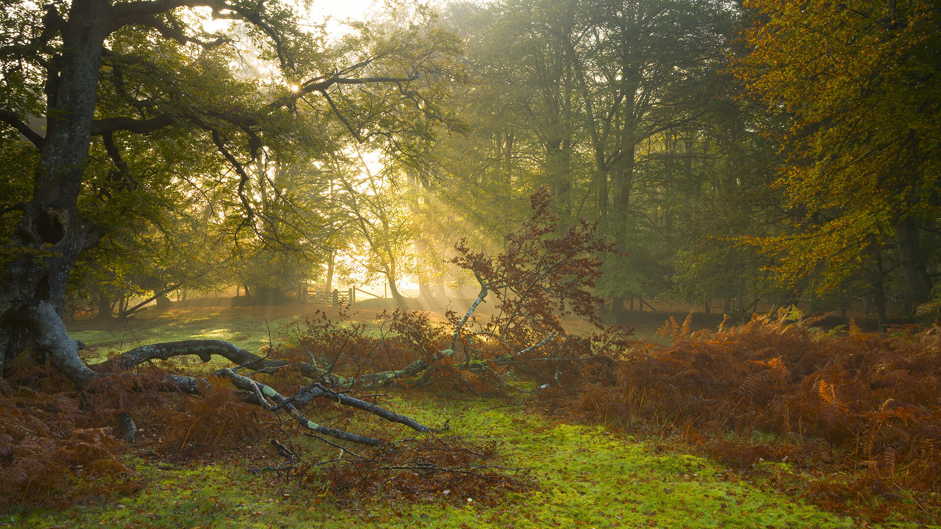 伤愈复出的球员逐步找回状态逐场提升比赛节奏与技术运用,球员赛后恢复