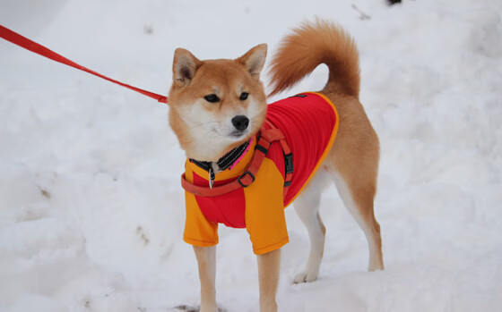 体育新闻中心发布体育题材纪录片播出平台合作公告,体育新闻播放