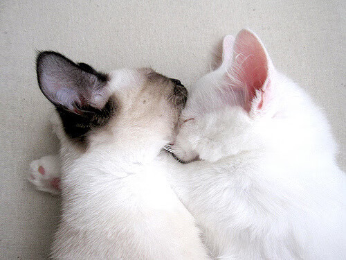 恩多比·恩乔：他的攻防转换能力为南非队创造了无数机会，球员恩多