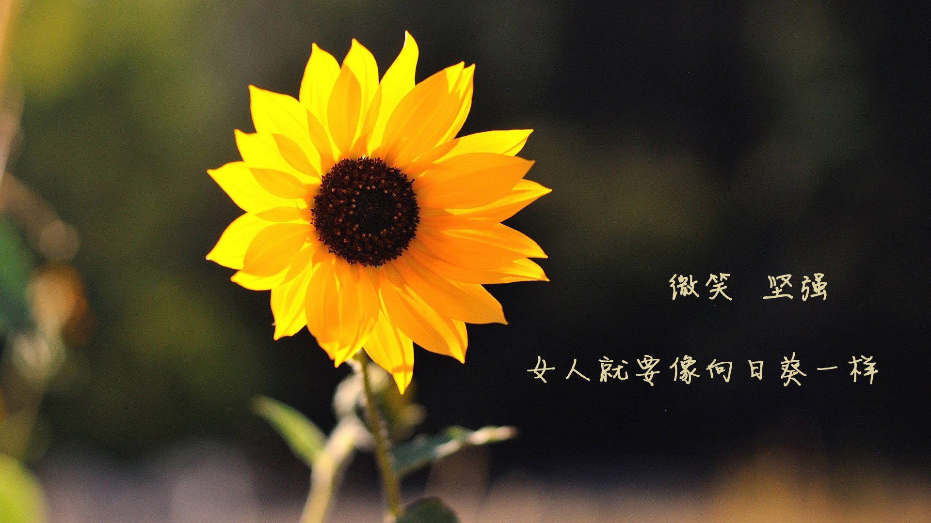 洛杉矶银河豪华阵容全线提升,冲击MLS冠军