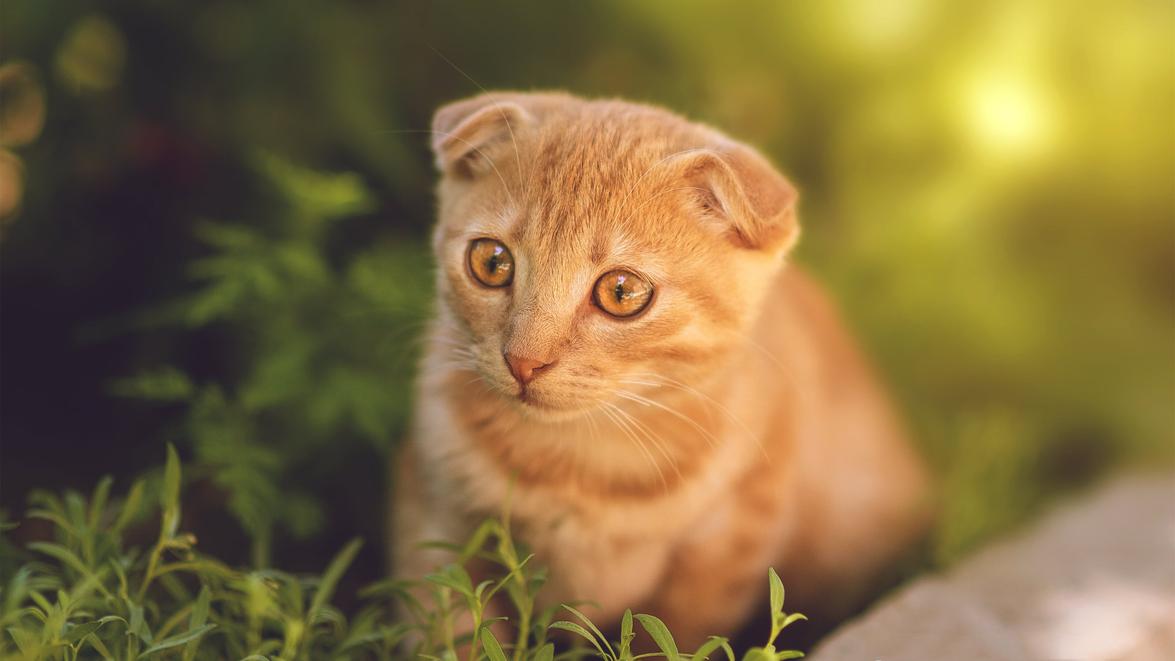 青少年足球教练员认证体系不断完善，提升行业标准，青少年足球教练的重要性